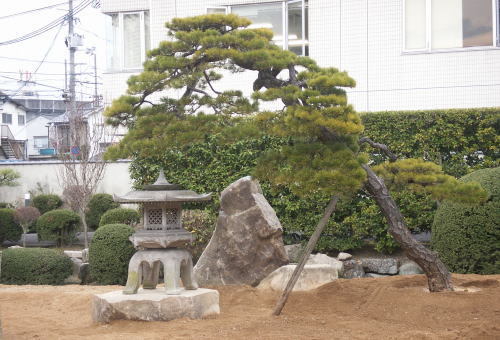 尺の雪見燈籠(岡崎)据付と黒松の植栽